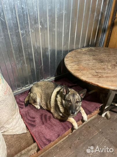 Отдам Собаку в хорошие руки