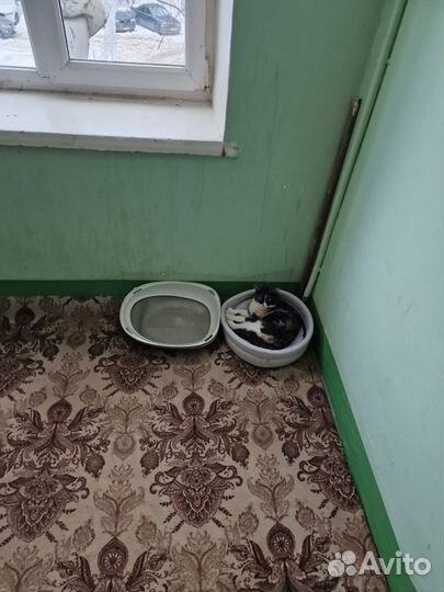 Поможем найти кошке дом