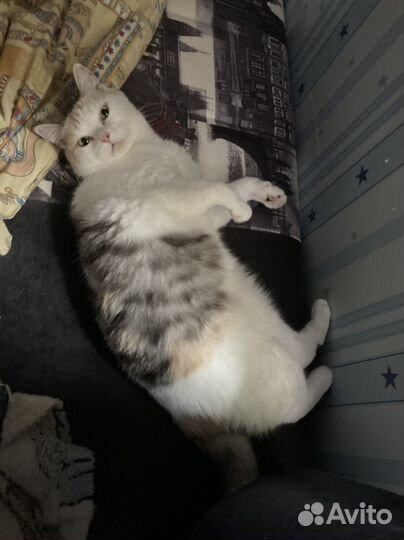 Кошка бесплатно