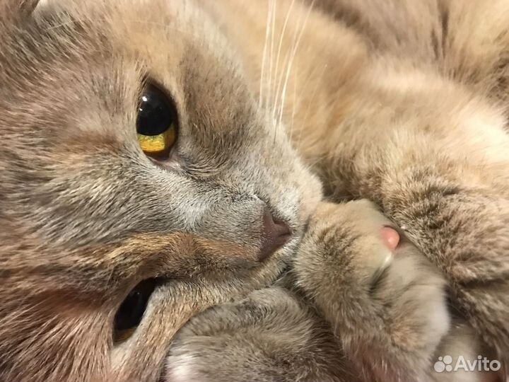 Передержка животных