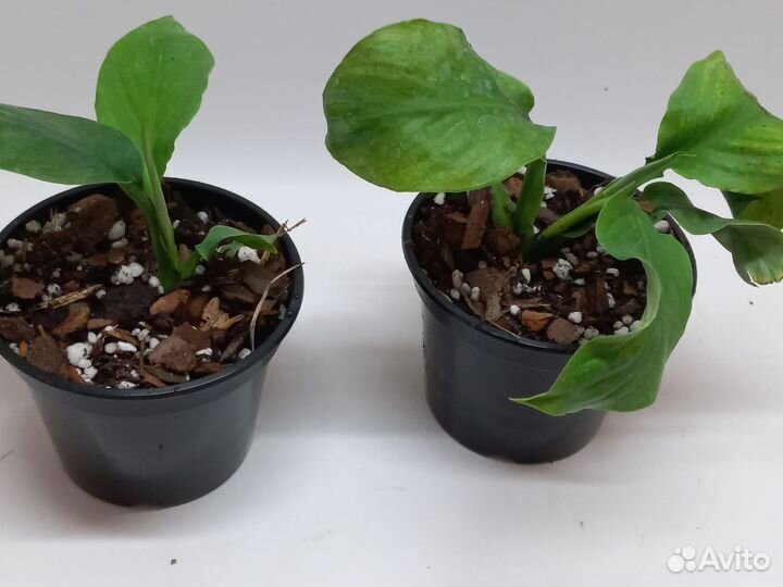 Спатифиллум сенсация