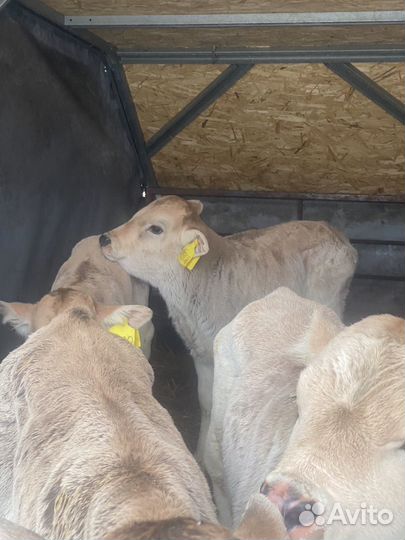 Телята породы сементал