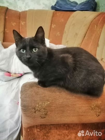 Кошка, 5 мес, в добрые руки