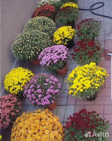 Хризантемы мультифлора шаровидные