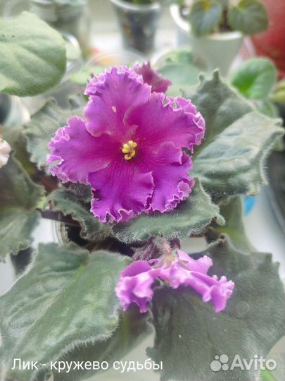 Фиалки детки