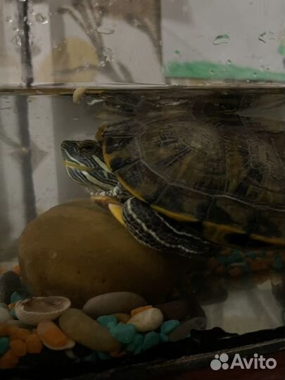Красноухая черепаха взрослая бесплатно