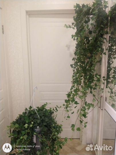 Плющ хедера 150см