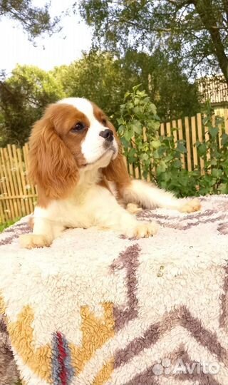 Собаки щенки