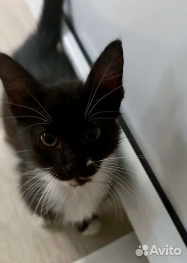 Котята в добрые руки бесплатно