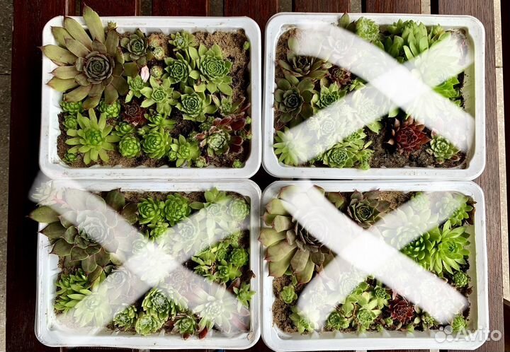 Молодило набор 5-6 видов