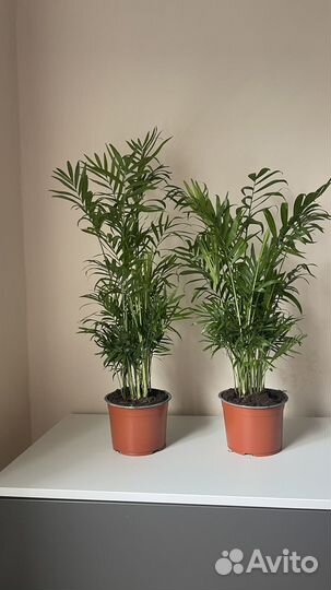 Пальма Хамедорея, домашнее растение, 40 см