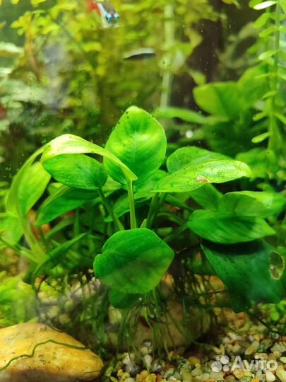 Растения для аквариума