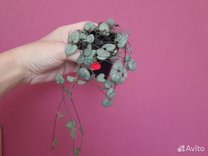 Суккуленты