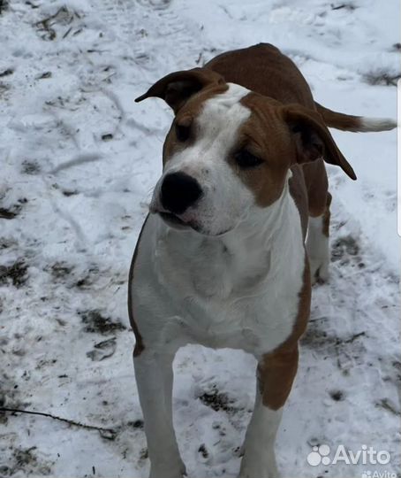 Стаффордширский терьер