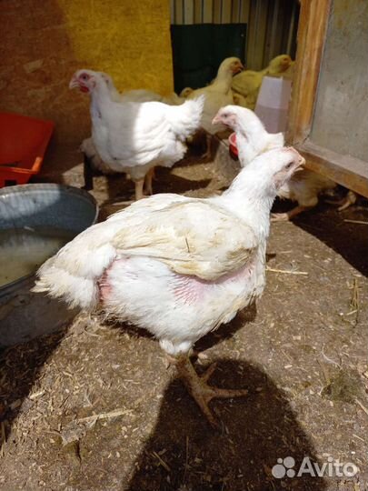 Мясо домашней птицы