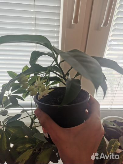 Хойя мультифлора