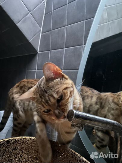 Бенгальские котята