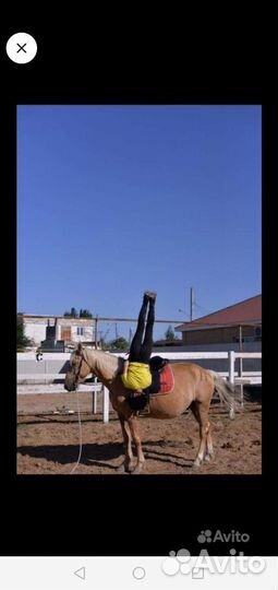 Конные прогулки