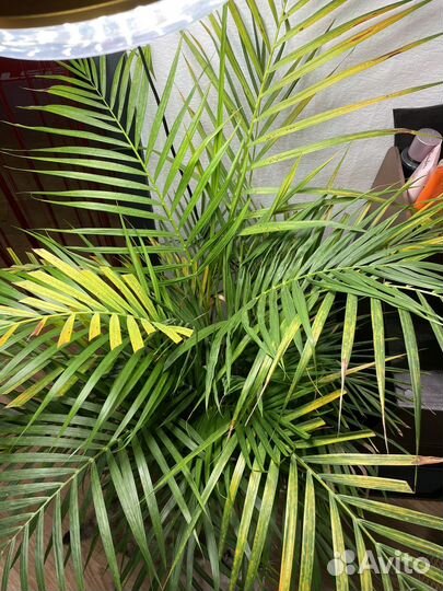 Пальма дипсис желтоватый (хризалидокарпус)
