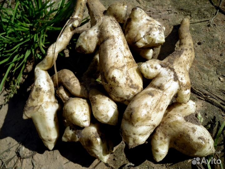 Топинамбур