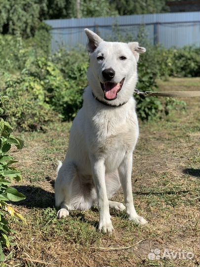 Швейцарская овчарка