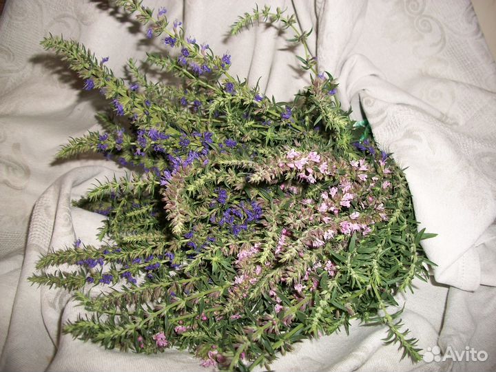 Саженцы иссопа лекарственного