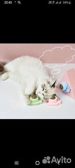 Кошачья мята