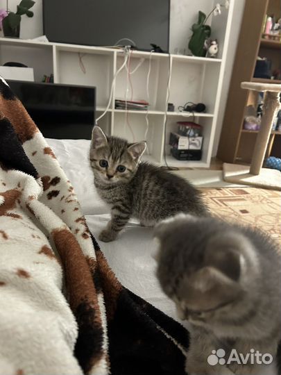 Котята вислоухие