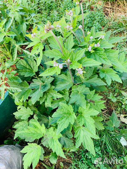 Анимона японская