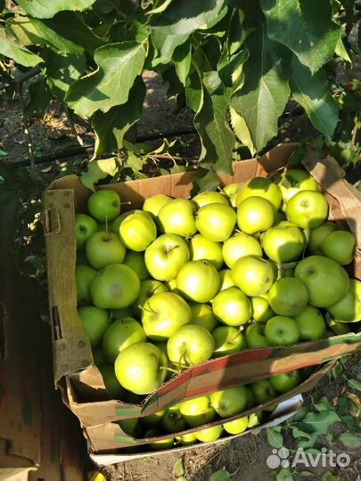 Яблоки опт. продажа
