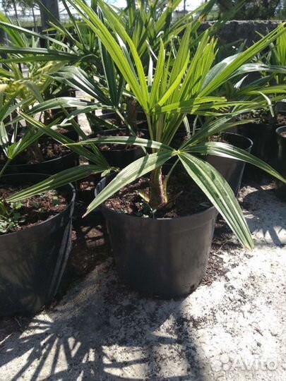 Пальма Финик Канарский и другие