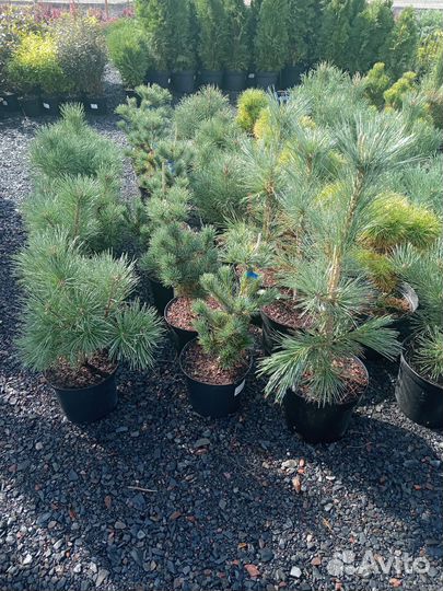 Сосны в горшках