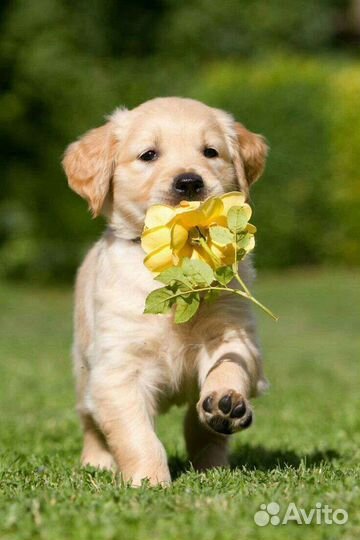 Квартирная передержка собак