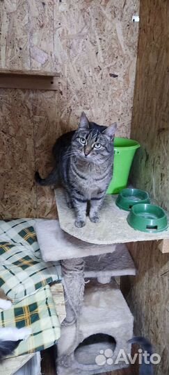 Кошка Тигра