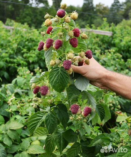 Малина вкусная
