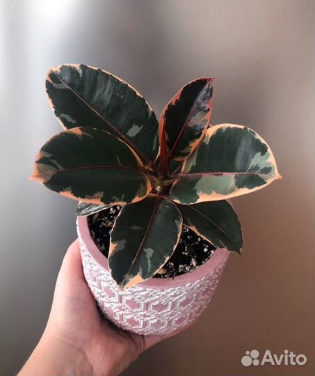 Замиокулькас, фикус руби, калатея и др