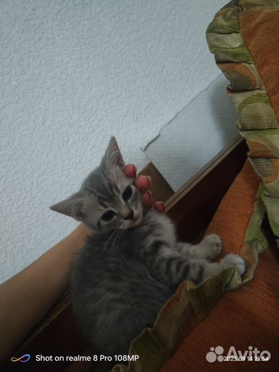 Британские котята
