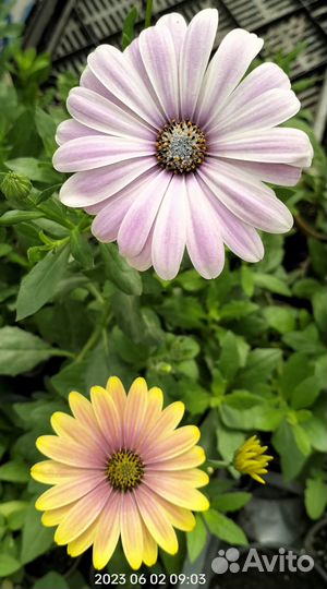 Рассада цветов