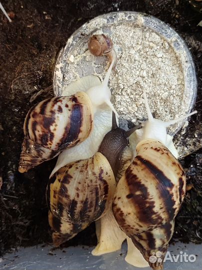 Ахатина ретикулята альбино