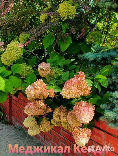 Гортензия 2хлетки