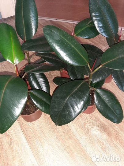 Фикусы Абиджан и Робуста