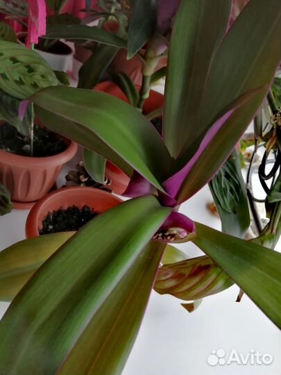 Рео, традисканция пурпурная