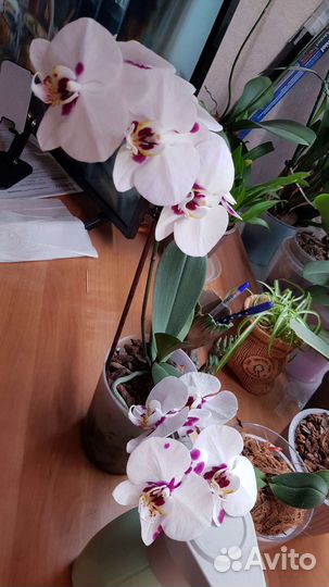 Орхидея фаленопсис