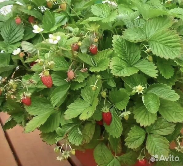 Рассада земляники Александрия