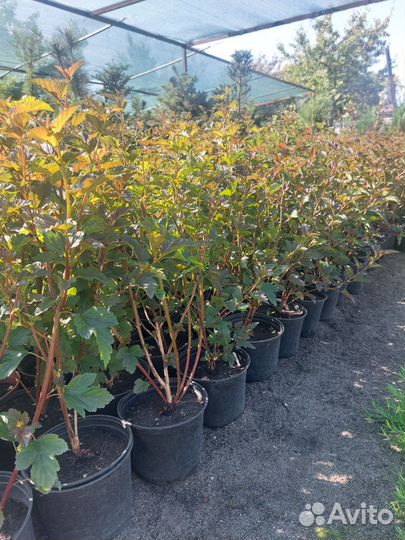 Пузыреплодник Ред baron