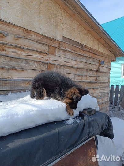 Немецкая овчарка