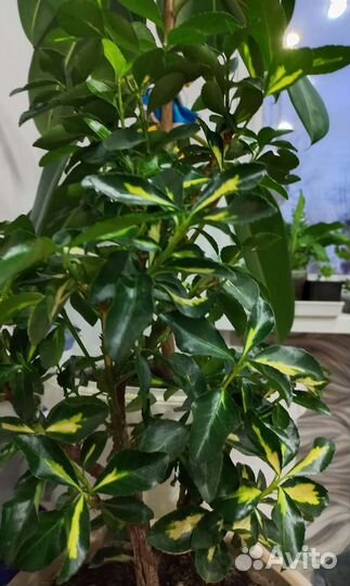 Бересклет японский вариегатный. Экстазе