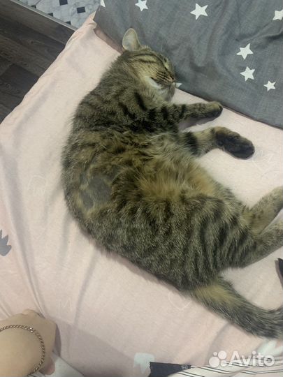 Передержка животных/выгул собак