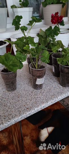 Пеларгония герань