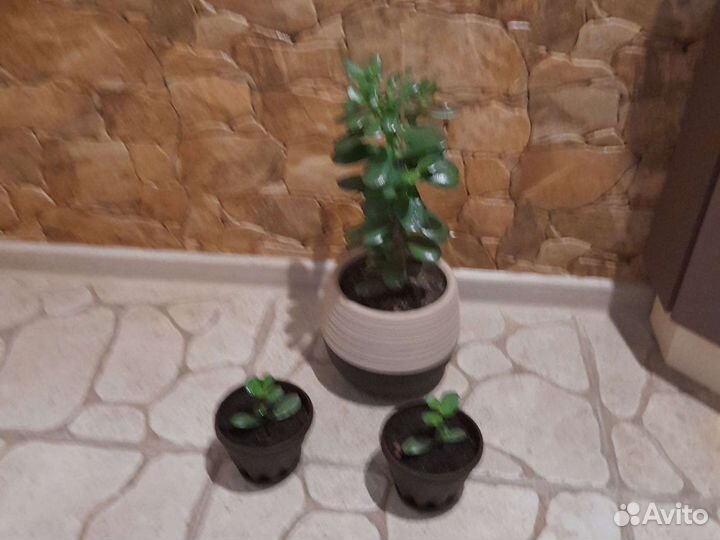 Толстянка (денежное дерево)